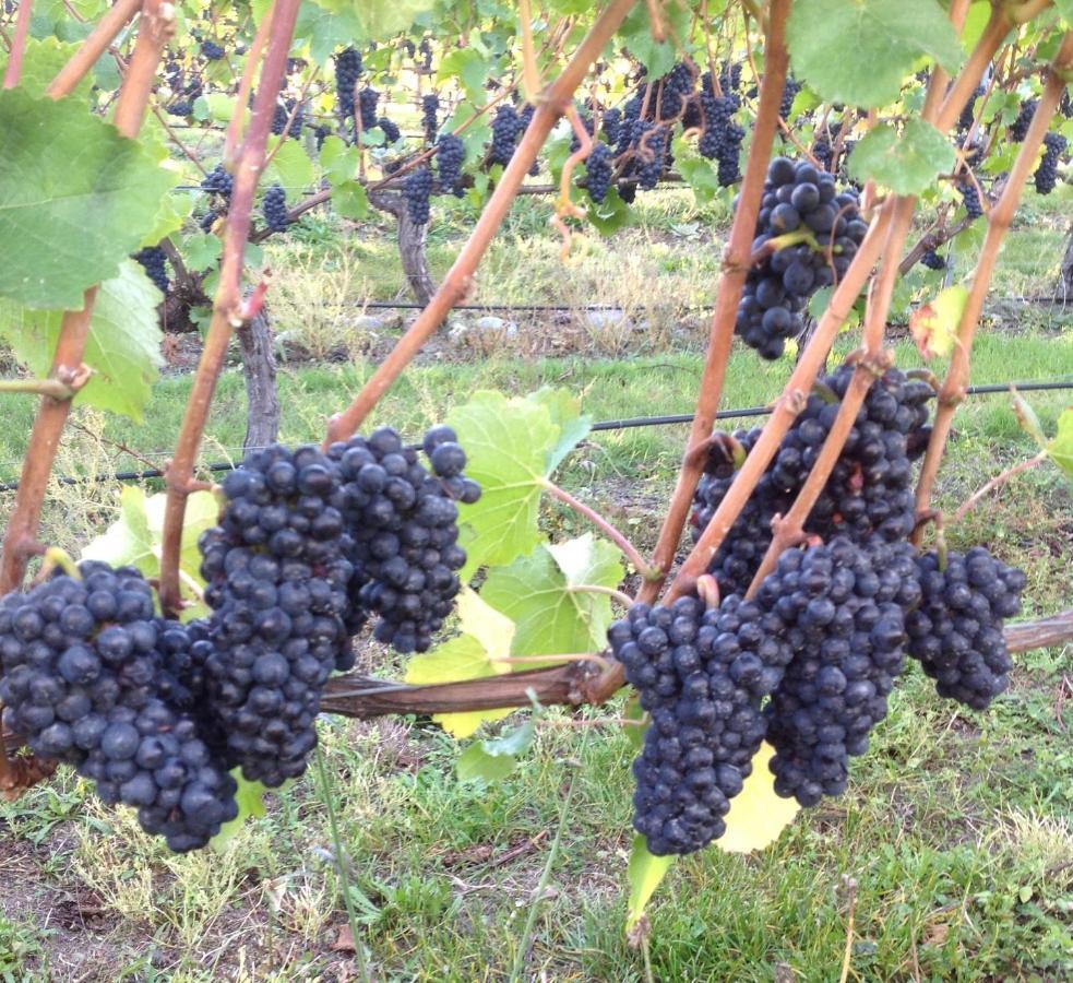 'The Crib' On Legacy Vineyard Villa Alexandra Værelse billede